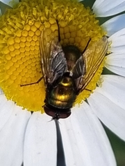 Lucilia