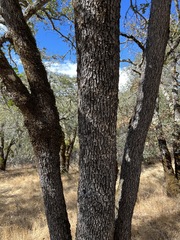 Quercus × eplingii