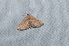 Cerynea punctilinealis