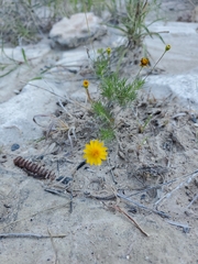 Thymophylla pentachaeta