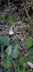 Streptocarpus confusus confusus