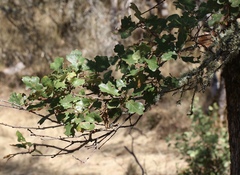 Quercus × eplingii