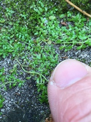 Callitriche