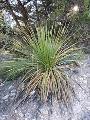 Dasylirion texanum