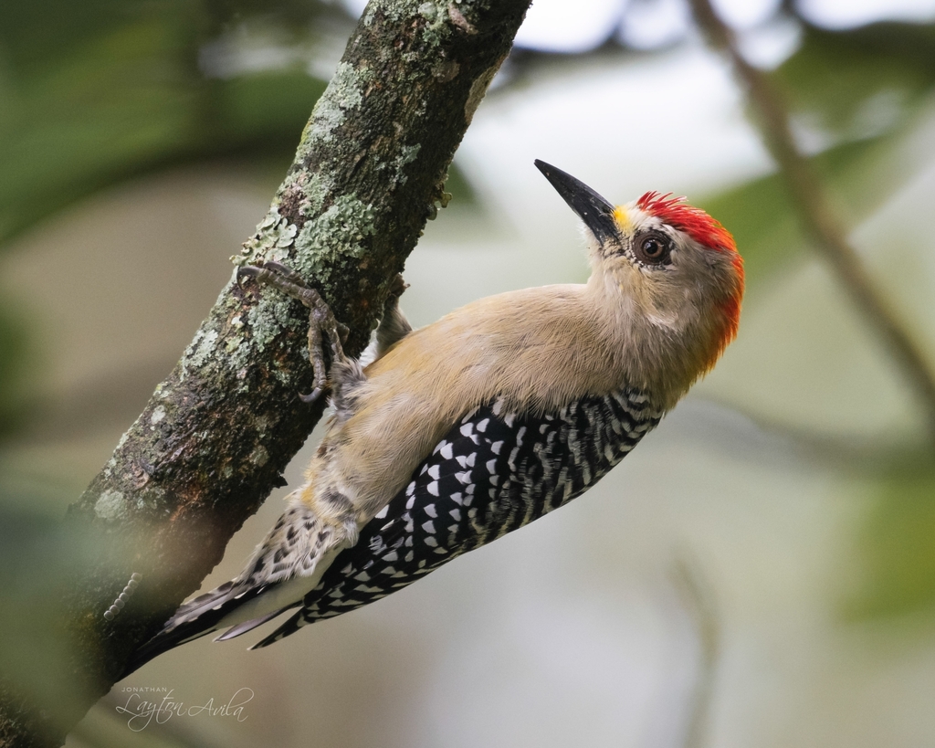 Red-crowned Woodpecker (Melanerpes rubricapillus) photo