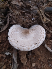 Leucoagaricus barssii