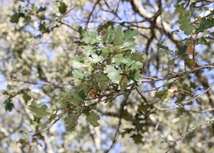 Quercus × eplingii