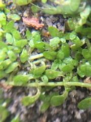 Callitriche