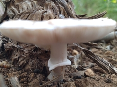 Leucoagaricus barssii