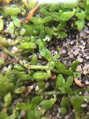 Callitriche