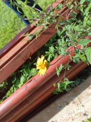 Sclerocarpus divaricatus