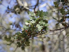 Quercus × eplingii