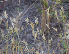 Anthoxanthum aristatum