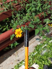 Sclerocarpus divaricatus