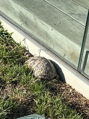 Testudo hermanni hermanni