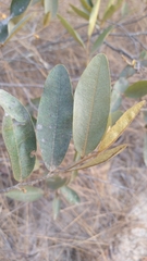 Duguetia furfuracea