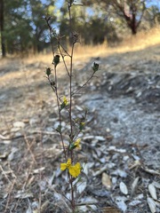 Calycadenia truncata