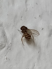 Drosophila repleta