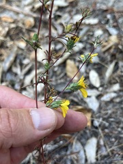 Calycadenia truncata