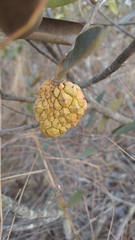 Duguetia furfuracea