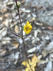 Calycadenia truncata