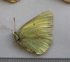 Colias gigantea