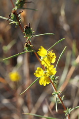 Calycadenia truncata