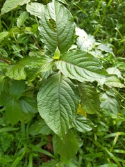 Achyranthes indica