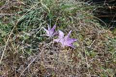 Colchicum variegatum