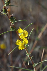 Calycadenia truncata