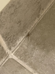 Cheiracanthium mildei