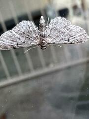 Eupithecia miserulata