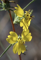 Calycadenia truncata