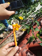 Sclerocarpus divaricatus