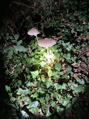 Macrolepiota procera