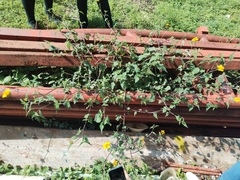 Sclerocarpus divaricatus
