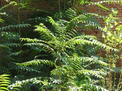 Populus × canadensis