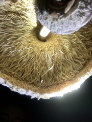 Macrolepiota procera