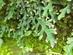 Selaginella repanda