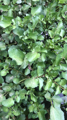 Nasturtium officinale