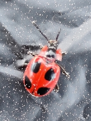 Endomychus coccineus