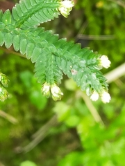 Selaginella repanda