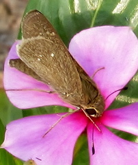 Torbenlarsenia gemella