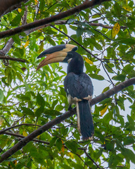 Anthracoceros coronatus