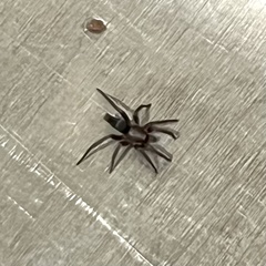 Scotophaeus blackwalli