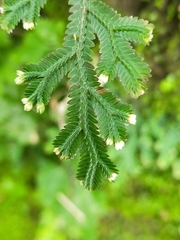 Selaginella repanda