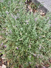 Spigelia gentianoides