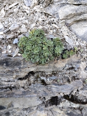 Saxifraga paniculata