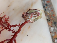 Sphaerococcus coronopifolius