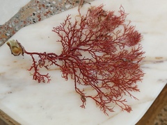 Sphaerococcus coronopifolius